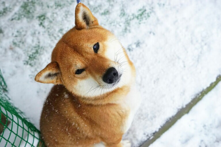 喜久屋のはっちー。