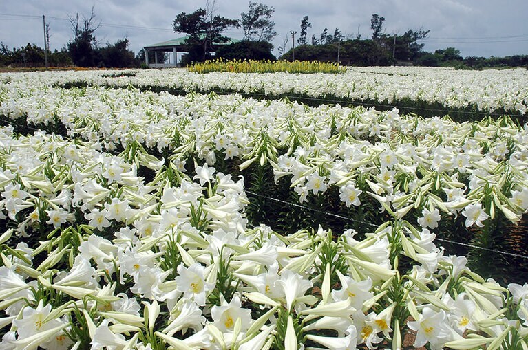 春先には純白のユリの花が島を彩ります。©おきのえらぶ島観光協会