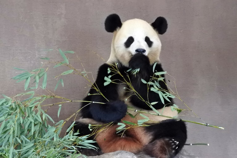 耳がお母さん似のおうひん。