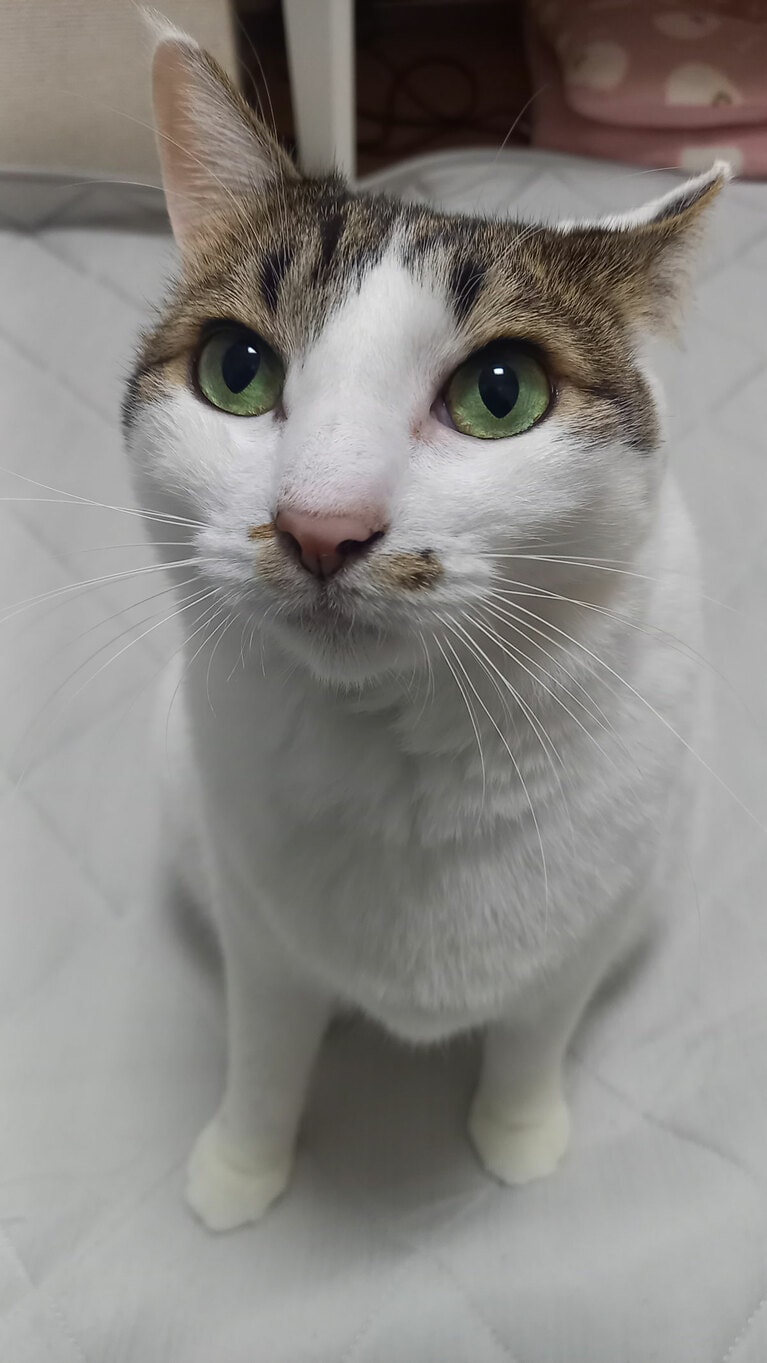 小麦 ♀ 4歳。「おもちゃで遊ぶのが大好きな小麦。数分前にはネズミのおもちゃでたくさん遊んでいたのですが、私が疲れてしまい休憩していました。もっと遊んでほしいアピールだと思いますが、こんなに綺麗な目で見つめられてしまうと……負けてしまいますね」（飼い主さんより）。