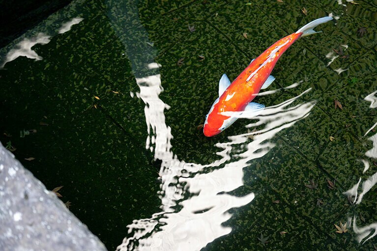 人懐っこい鯉。