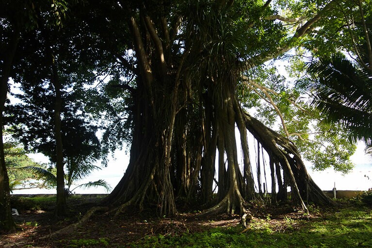 島の象徴のようにたたずむ、地元の言葉で“アラの木”。
