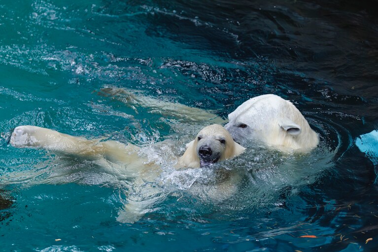 プールで仲良く泳ぐイッちゃんとライ。