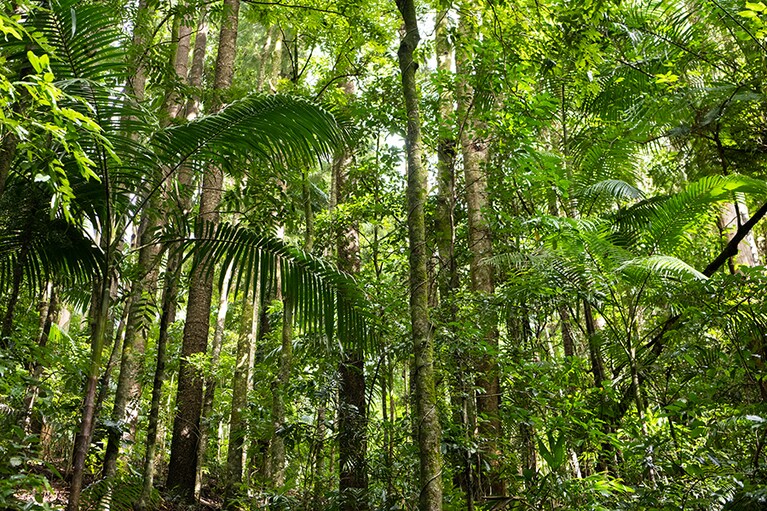 雨林には多様な生命が宿っています。