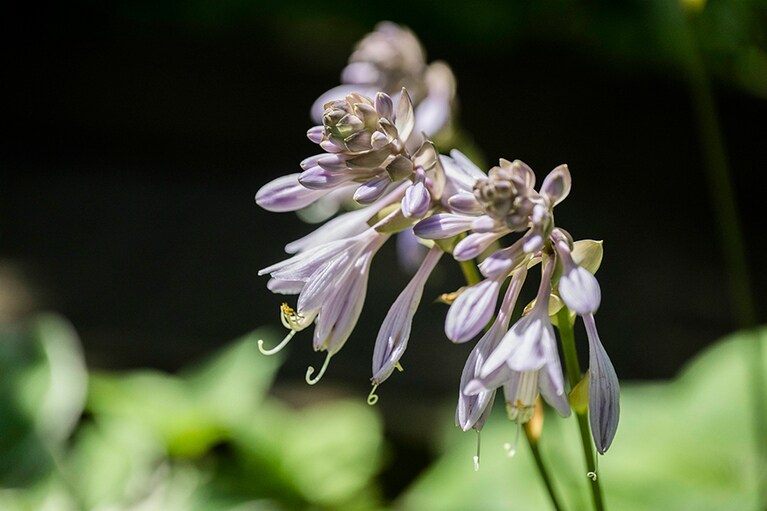 まっすぐ伸びた茎に涼しげな薄紫色の花をいくつもつけるギボウシ。