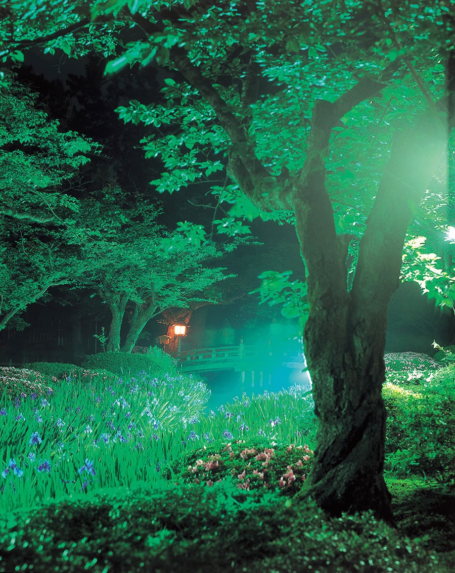 兼六園のカキツバタ。©石川県観光連盟