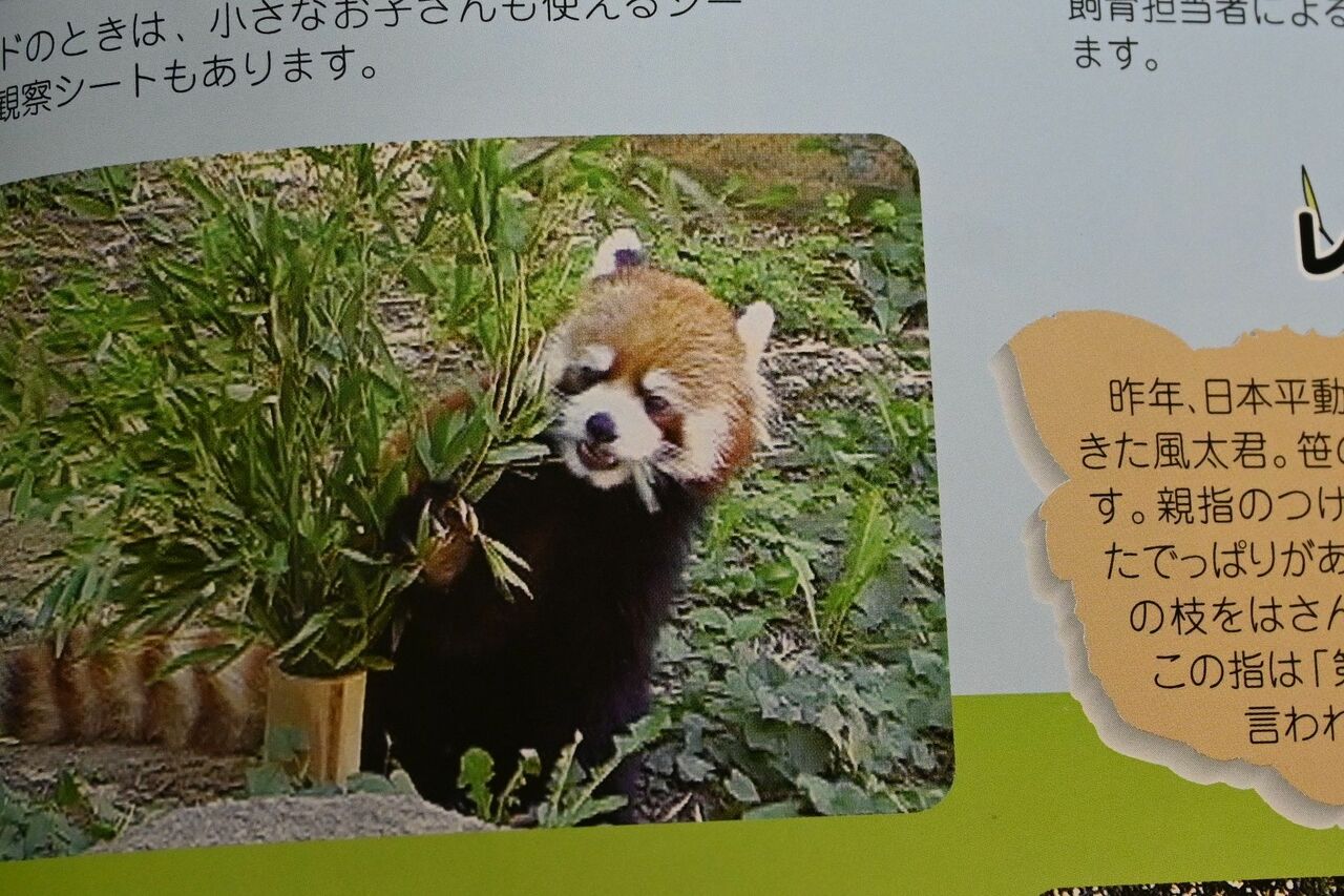 静岡から千葉に来た頃の風太（千葉市動物公園発行のどうぶつこうえんニュース）