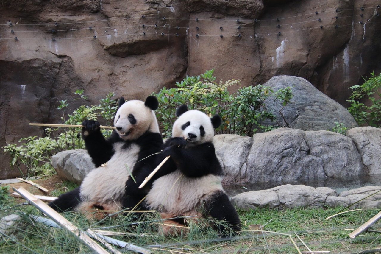 2023年6月22日撮影。左がレイレイ、右がシャオシャオ。（以下、写真はすべて神戸万知さんが撮影）