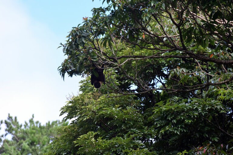 フルーツが大好物なオオコウモリ。枝にぶら下がっているの、わかります？