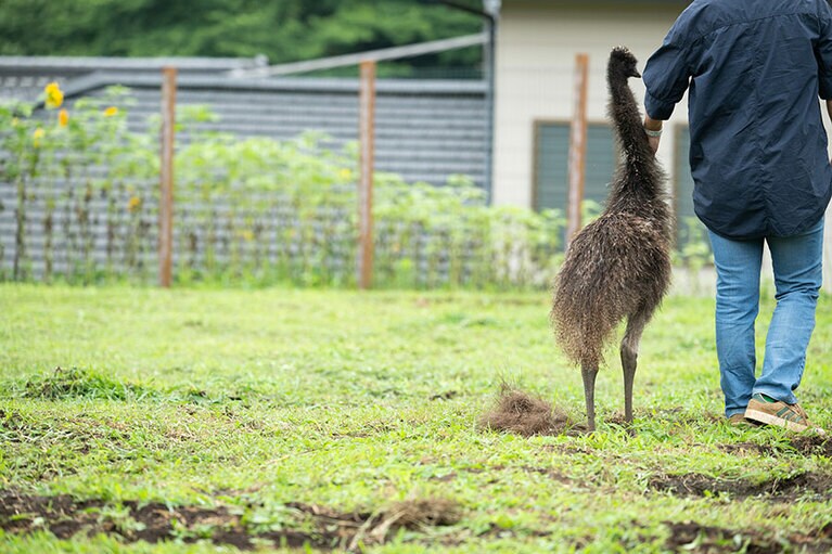 エミュー。