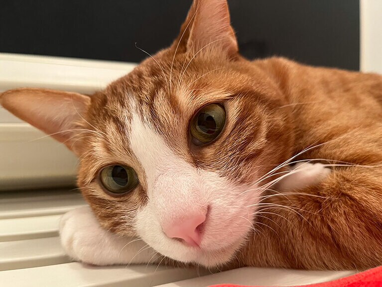 たまご ♂ 6歳。たまごはくりくりの目と鍵しっぽがチャームポイントです。猫でありながらも犬のように人懐っこく、甘え上手です。