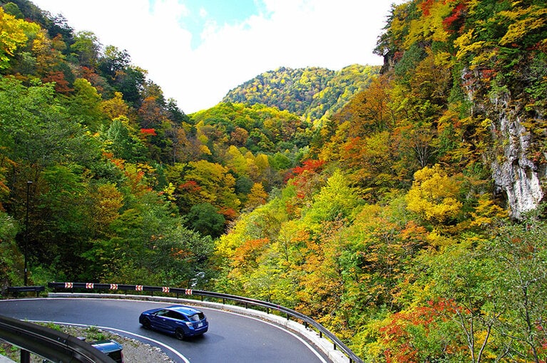 【長野県】カラマツ林。写真は乗鞍エリア。