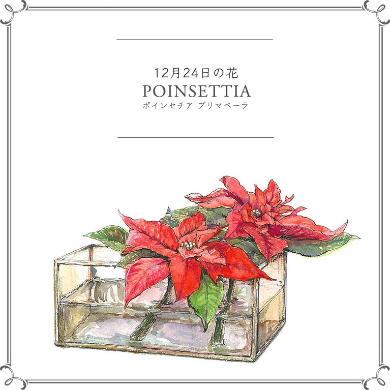 12月24日の花「ポインセチア プリマベーラ」
