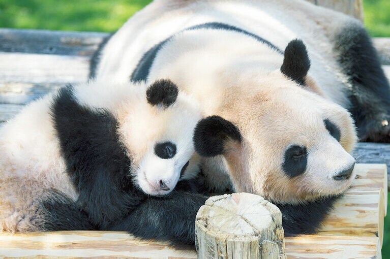 左から：結浜(ゆいひん・♀)、良浜(らうひん・♀)。 母、良浜と娘の結浜。アドベンチャーワールドにいる桜浜、桃浜、結浜、彩浜の4頭は、すべて永明(父)と良浜の子ども。