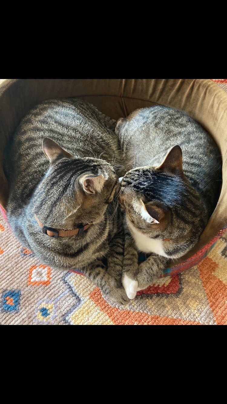 チロともも ♂ 3歳。保護猫ちゃんの2匹。兄妹でいつもくっついて寝ています。