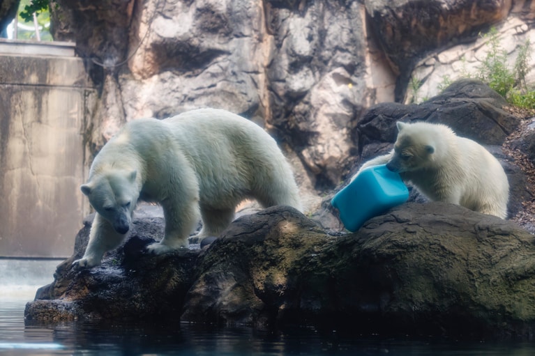 オモチャで遊ぶライと見守るイッちゃん。