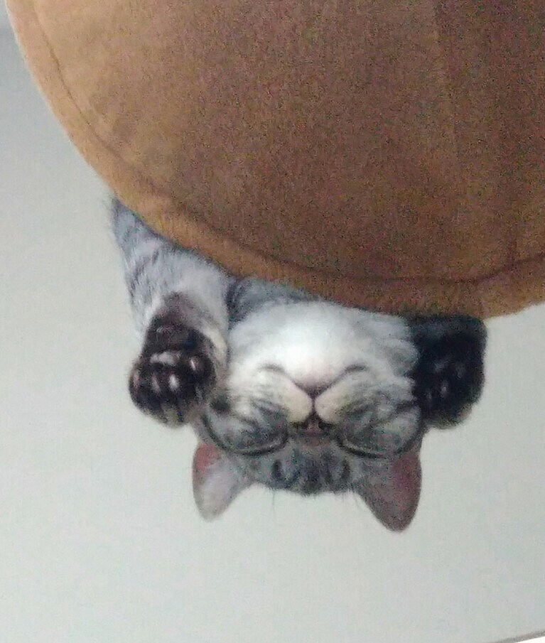 やまと オス 7歳。ハンモックの上からガン飛ばしてたら不覚にも寝てしまった図（やまちゃぶさん）。