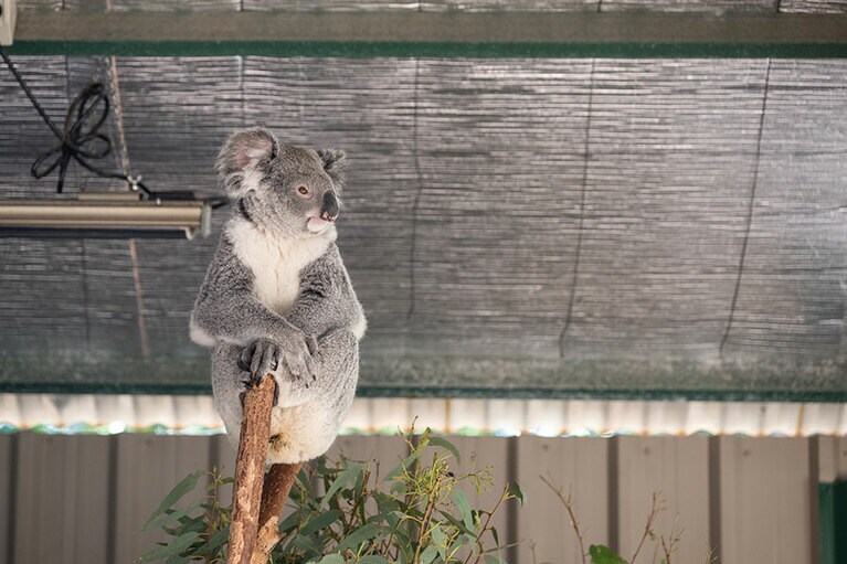 すましたコアラ。