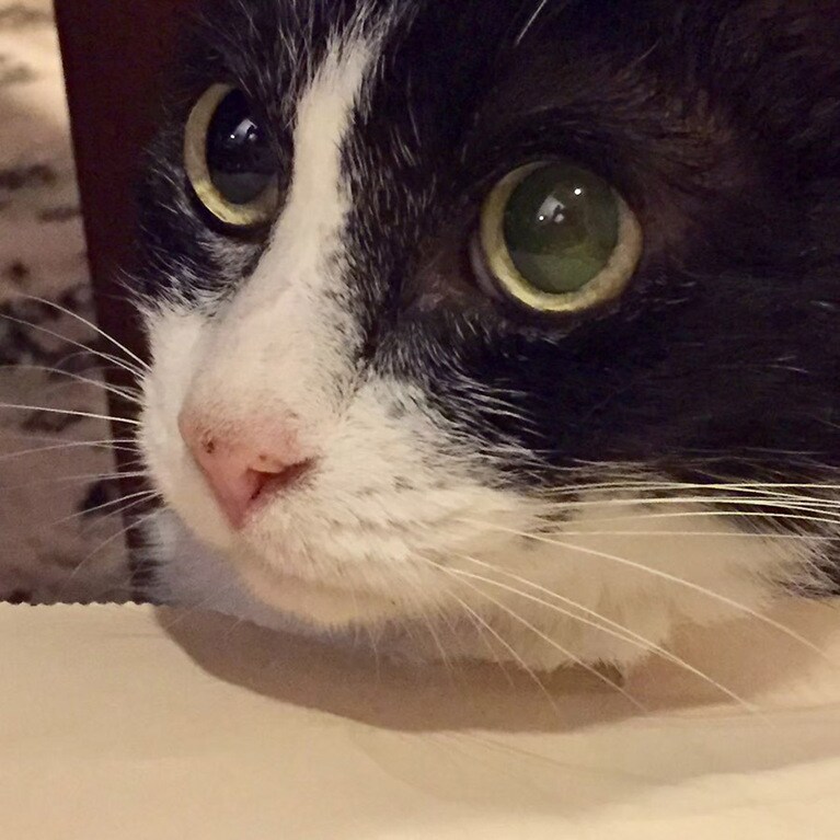 くぅちゃん ♂ 14歳。くぅちゃんはもういない。5カ月前、僕は人生最大の悲しみを味わった。ずっとずっと一緒にいると約束したのにどうして？くぅちゃんの写真は、思い出すから、辛いからなかなか見られない。でも、1枚だけ、僕の心の中で生き続けている証に…