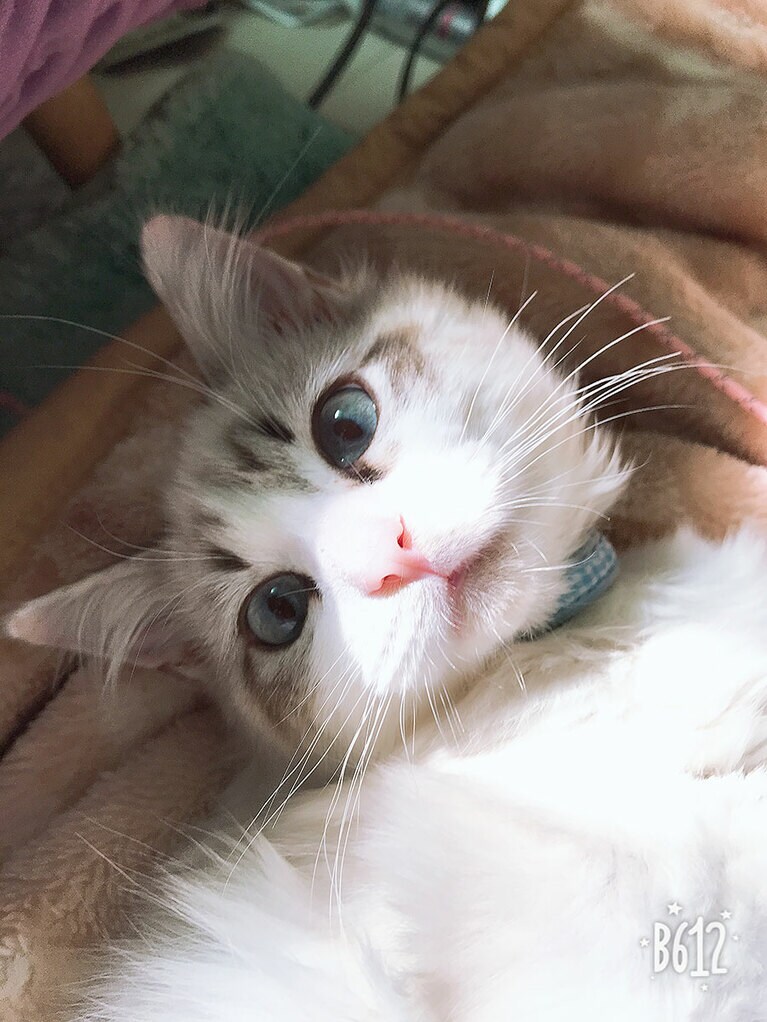 ルル ♂ 7歳。ブルーの目たぬきみたいな猫。