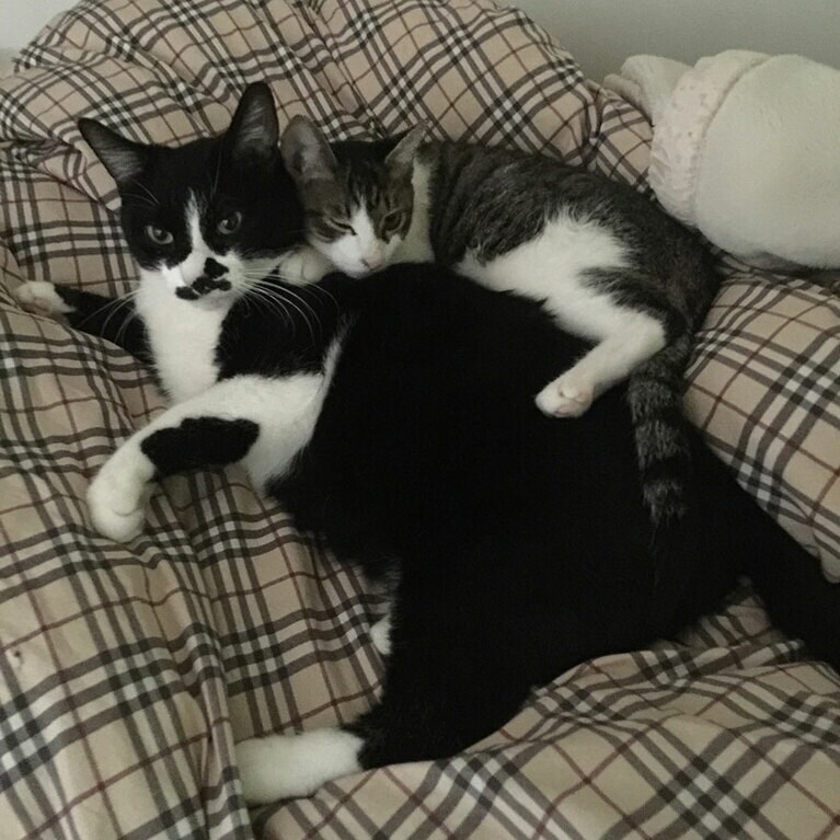 うちの子ベストショット②「ちょび丸ととら丸、すぐに仲良くなりました」