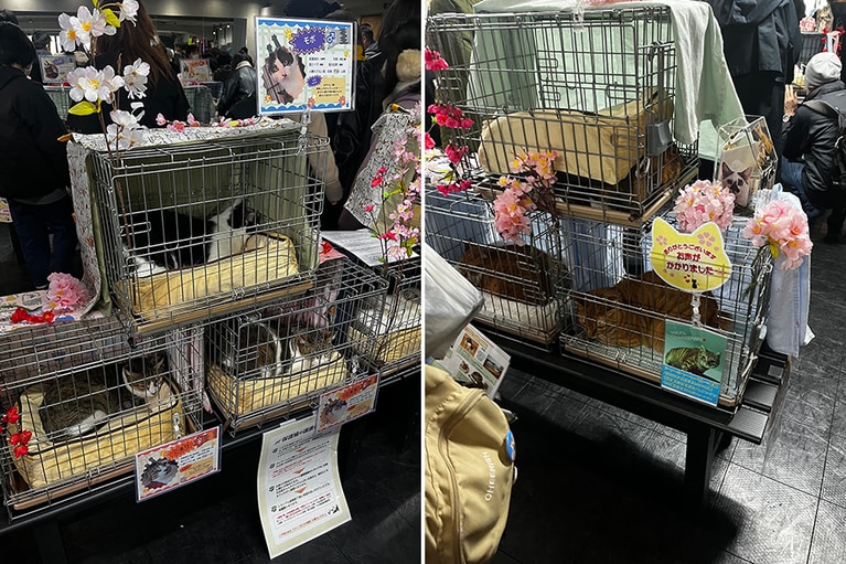 基本的に丸まって、じっと静かにしているシャーシャー猫たち。右の写真の上のケージ、わかりますか？　猫、クッションの下に隠れています……！