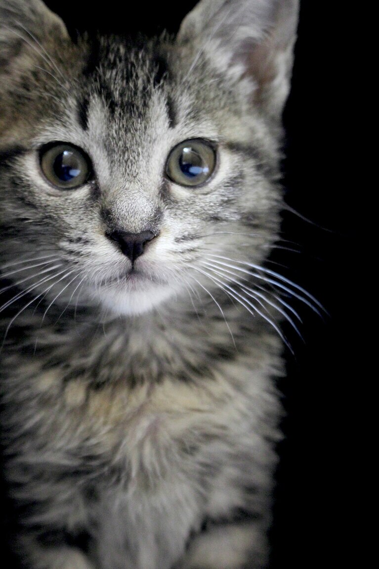 にゃこ ♀ 1歳。長野の雪空の下、段ボール箱の中で凍え死にそうになっていたところを通りがかりのサラリーマンに救われ、保護猫団体を通じて我が家に来てくれました。見事なツンデレっぷりで息子たちを夢中にさせている我が家のお姫様。写真はこたつの中で撮影した「奇跡の一枚」です。これからもその愛らしさで家族を癒やし続けてね。