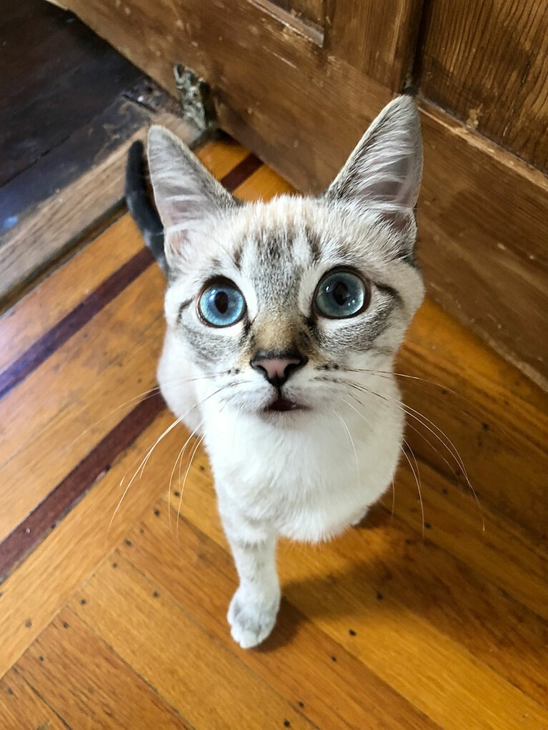 ペチュニア メス 2歳。ペチュが6カ月くらいの時の写真です。保護施設から来て間もないころで、家のなかを探検するのが楽しくてあちこち行ったり来たり。夢中になっていたけれどふと私に気付いて見上げた瞬間を撮りました。大きな目と口がちょっと半開きになる癖がとても可愛いです。（ココおばさんさん）。