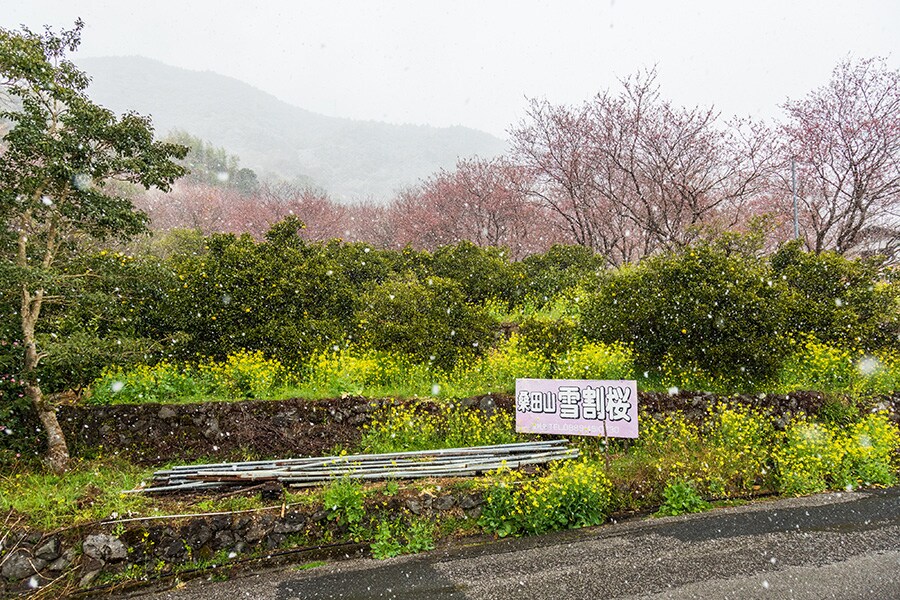 桑田山雪割桜。