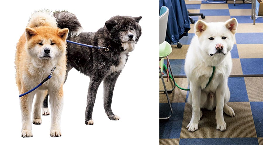 「秋田犬会館」では看板犬がお出迎えしてくれる。