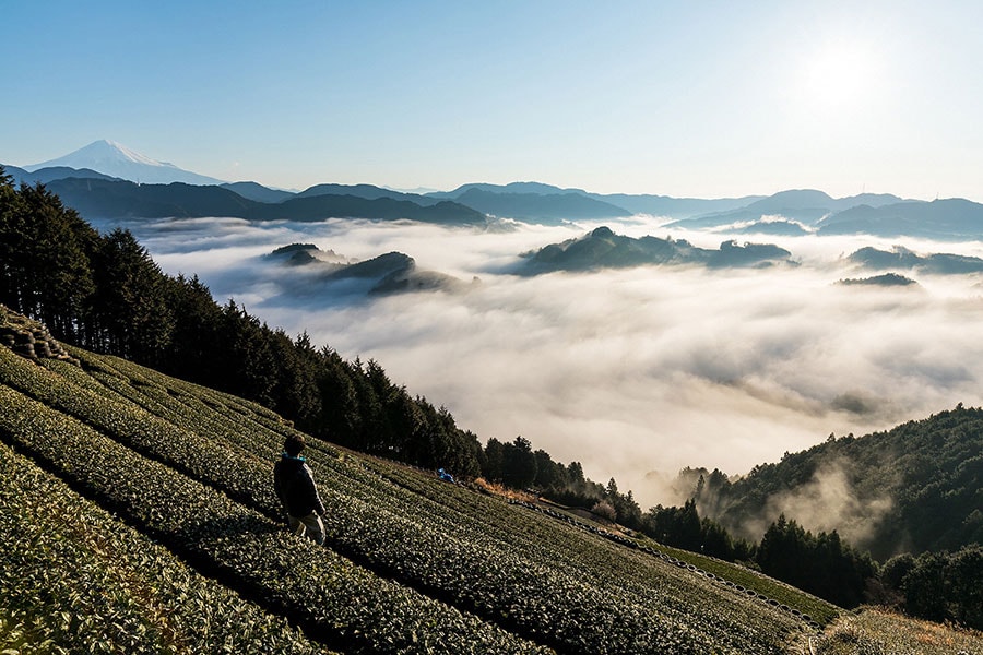 富士山と雲海を望む茶畑。お茶処ならではの、美しく豊かな風景。