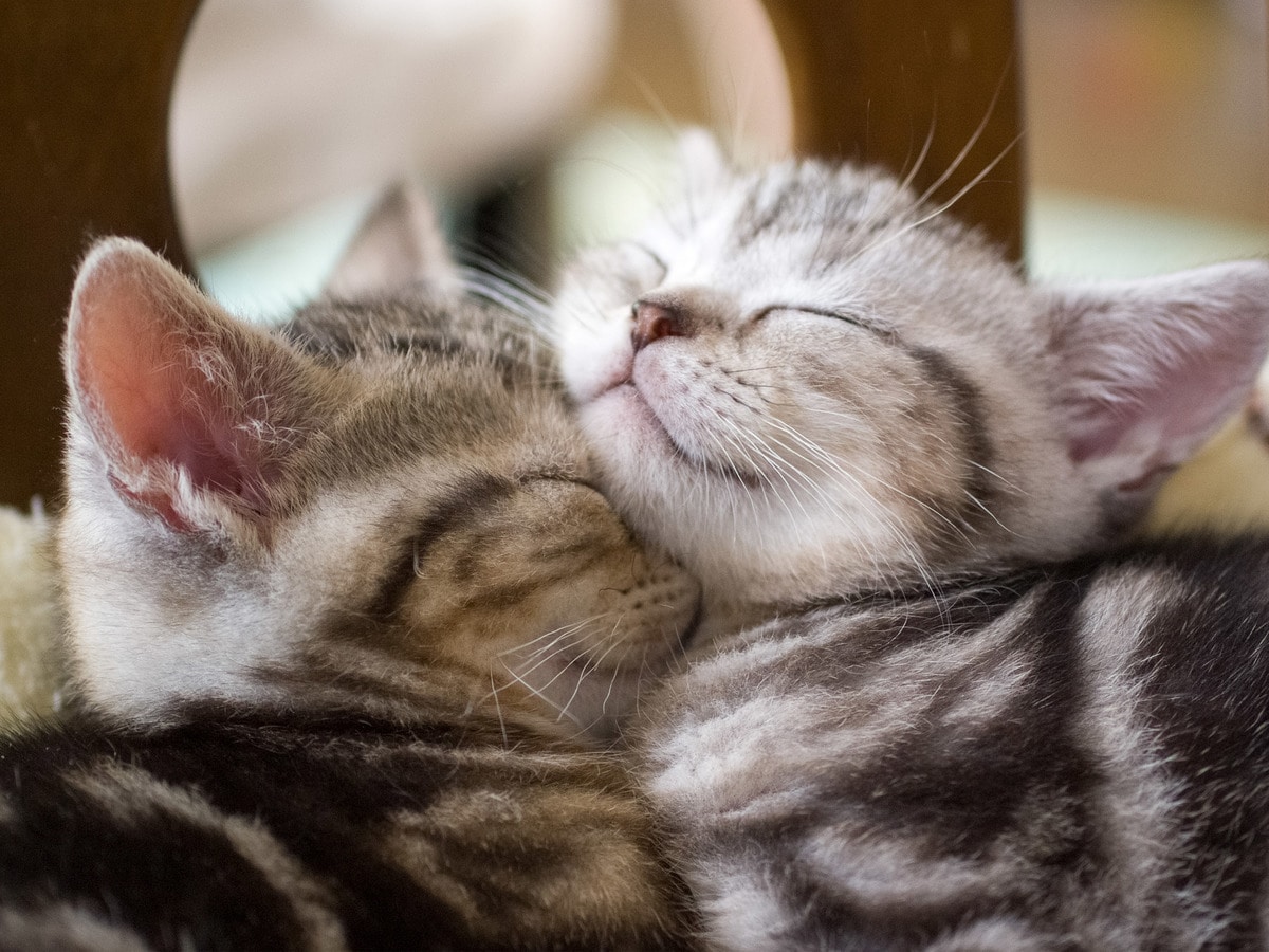 あなたの猫写真が展示されるチャンス ねこがかわいいだけ展 とは あなたの猫写真が展示されるチャンス ねこがかわいいだけ展 とは