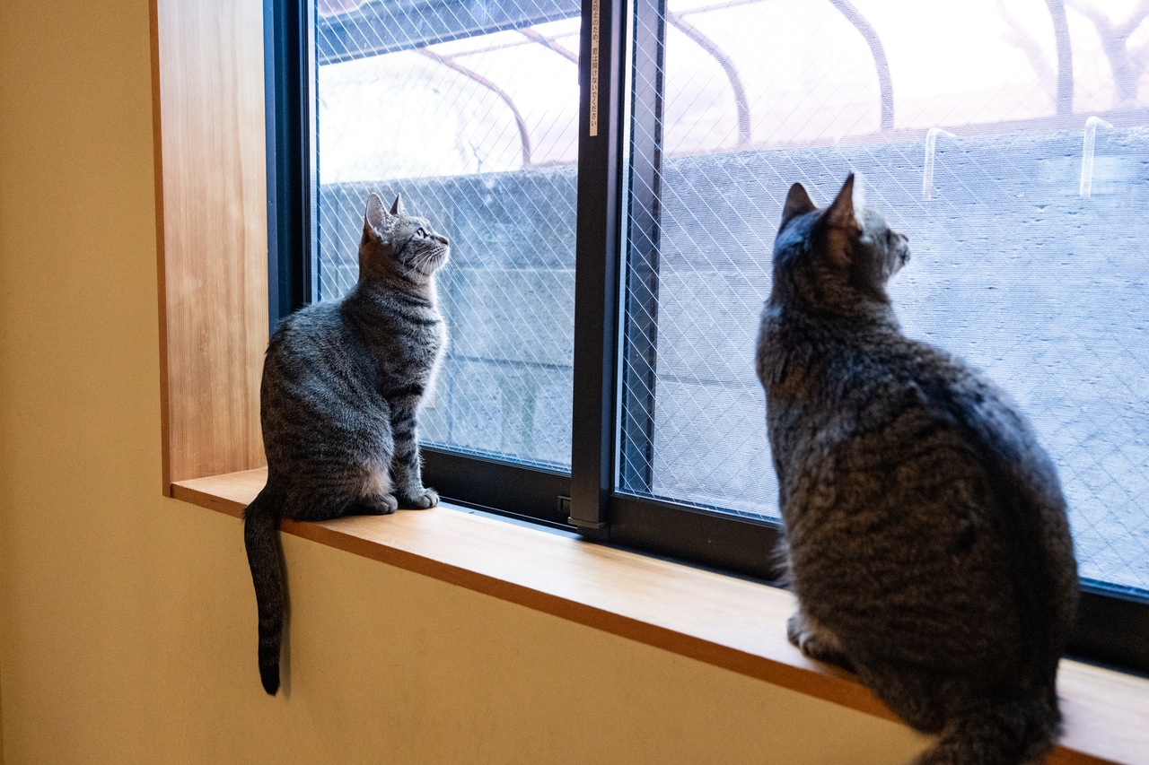 この日は賃貸に住んでいる猫ちゃんが、飼い主さんの外出中に遊びに来ていた。まるで保育園のような使い方も。