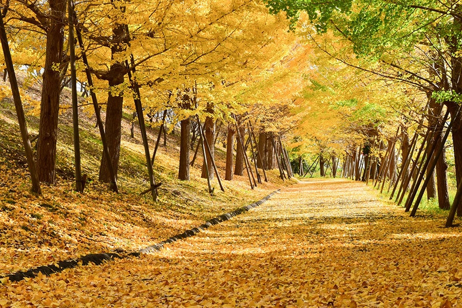 【神奈川県】伊勢原市総合運動公園の紅葉。