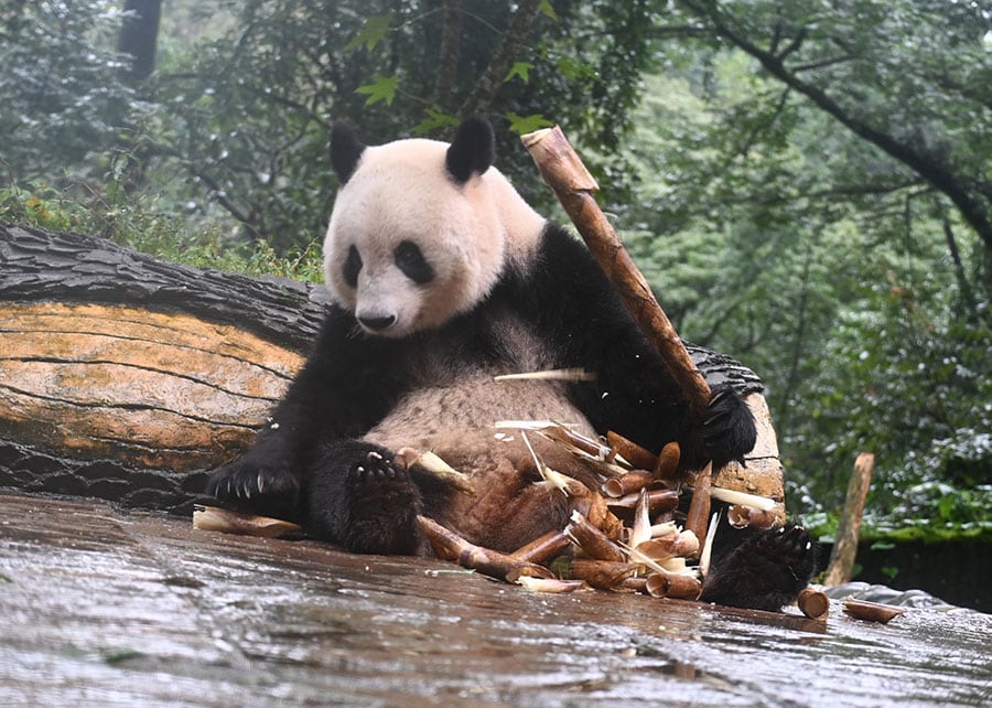 雨が降るなか、タケノコを食べるシャンシャン。