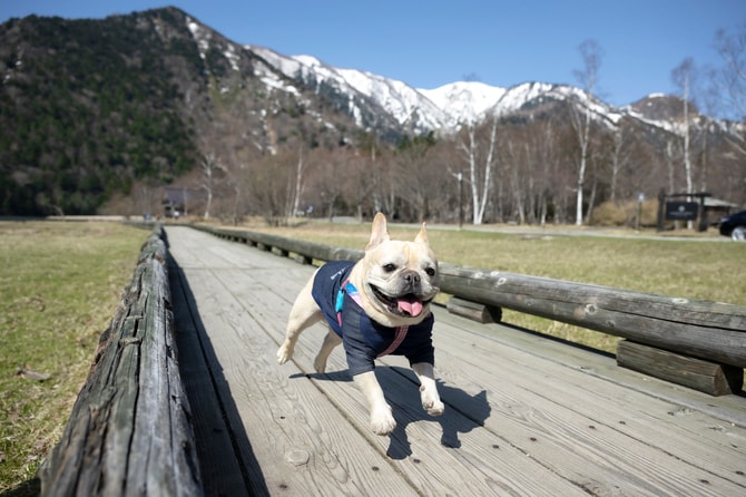 翌朝は宿の周りを軽くおさんぽ。大自然の開放感と澄んだ空気に触れ、ぼんも大喜び。