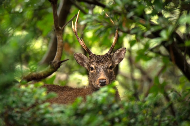 島の環境や生態系を守るため、1回の滞在につきゲストからサンカラ基金への寄付（500円）を預かります。