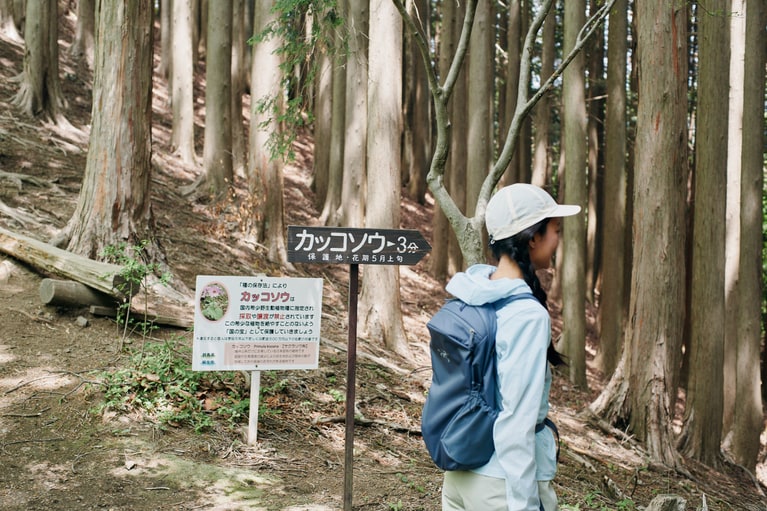 絶滅危惧種に指定されている、ここにしか自生しないカッコソウを探して。
