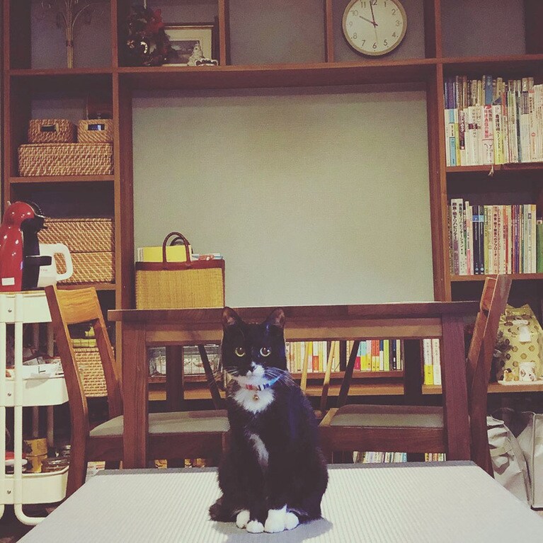 ゴエモン ♀ 1歳。ゴエモンの白黒が壁に映えるのよなぁ。