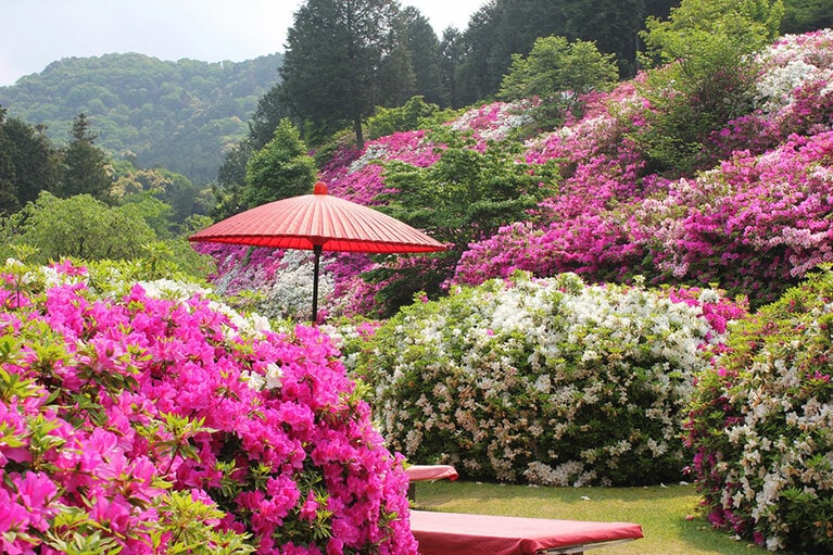 三室戸寺のつつじ。