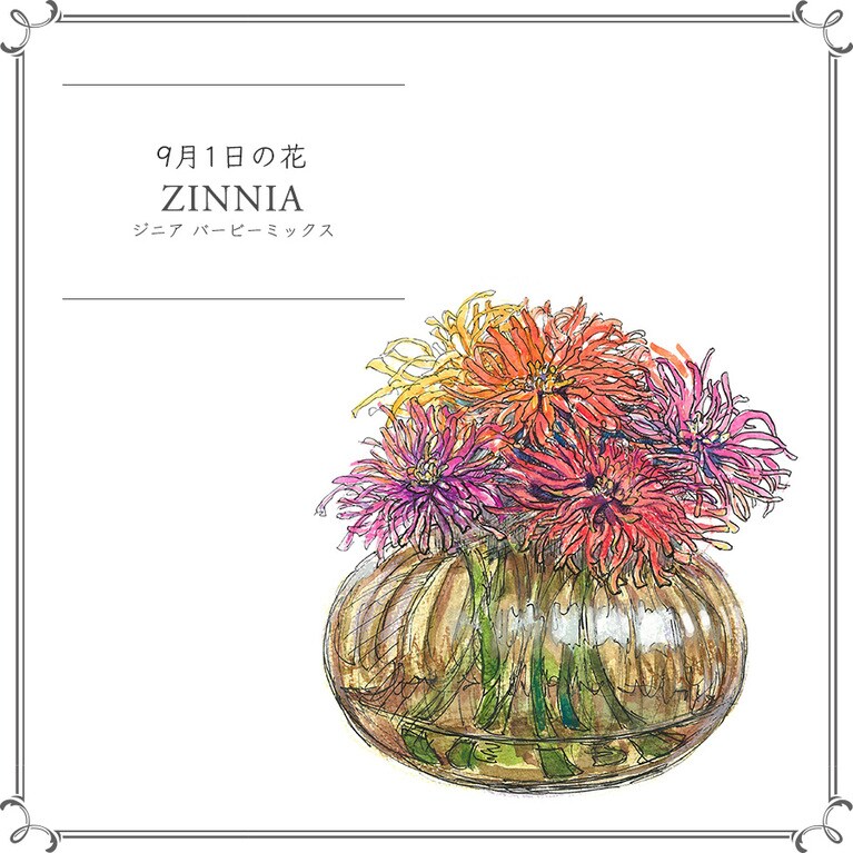 9月1日の花「ジニア バービーミックス」