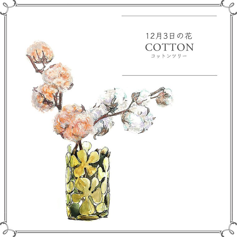 12月3日の花「コットンツリー」