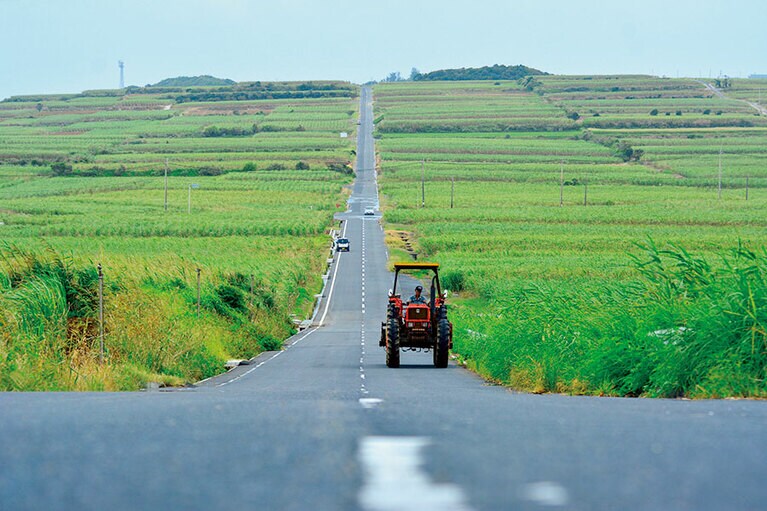 【喜界島】心なごむキビ畑ののどかな風景。