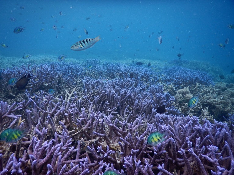 元気なサンゴが種類豊富に花盛り。