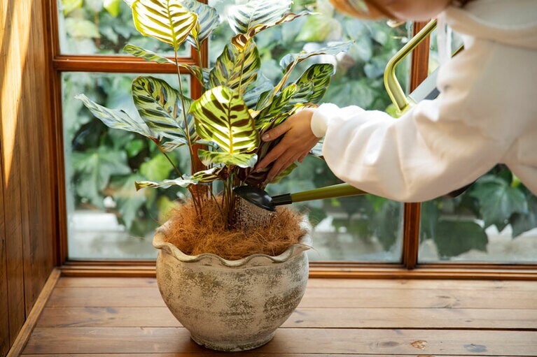 気にかける存在が部屋にあると暮らしが整う。