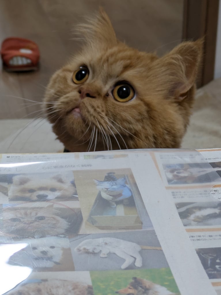 桃 ♂ 3歳。「いつもはカメラを向けると目をそらしてしまうのですがこの時は何か目を奪われることでもあったようでかわいい写真が撮れました。桃は2022年2月22日生まれで人の気持ちに寄り添える優しい子です。わが家のアイドルです！」（飼い主さんより）。