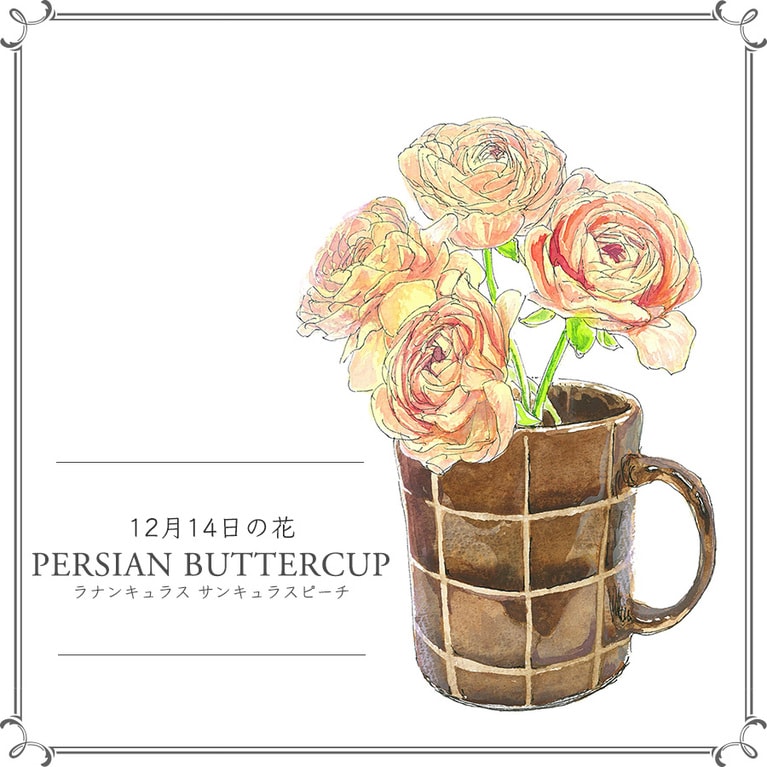 12月14日の花「ラナンキュラス サンキュラスピーチ」