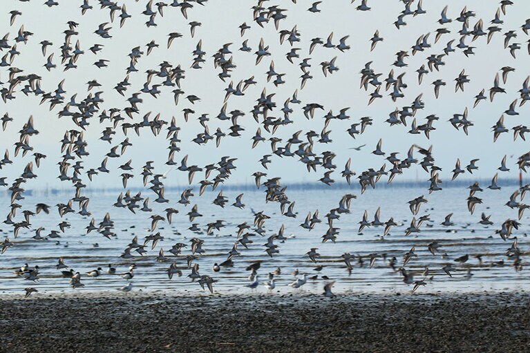 東よか干潟のシギ。