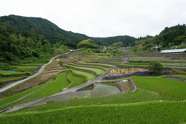 田んぼに植えられた穂の緑色がまぶしい。