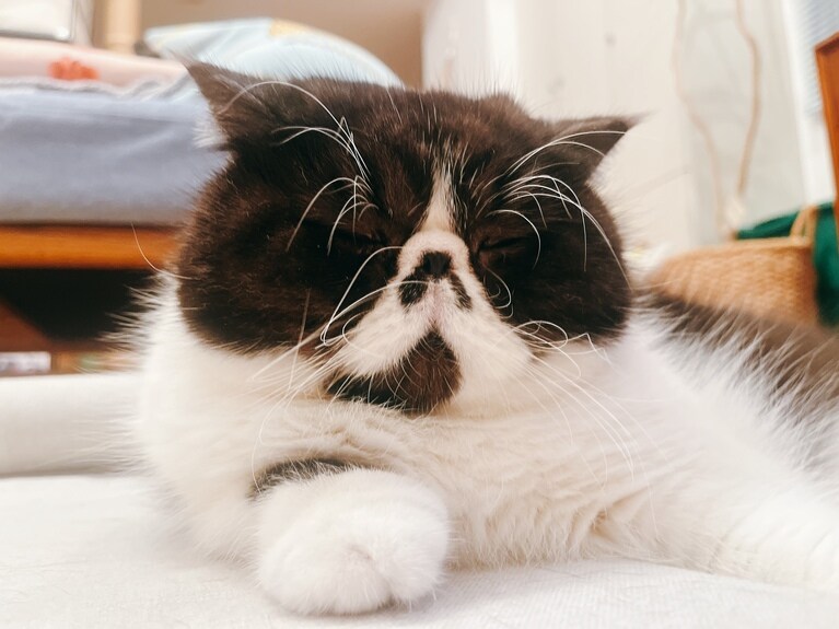 むん太 ♂ 2歳。疲れたらすぐ横たわったままで動かない（にゃんべさん）